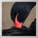 Suche nach schwarze schwäne poster Schwarzschwan