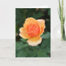 Suche nach orange rose karten Blumen