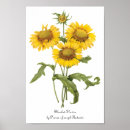 Suche nach antike botanische illustration poster Blume