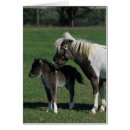 Suche nach stutenfohlen postkarten Bob langrish