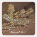 Suche nach lizard aufkleber Natur