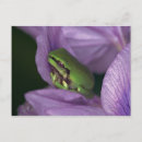 Suche nach baumfrosch postkarten Tier