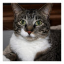 Suche nach gesichts poster Tiere