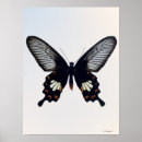 Suche nach brauner schmetterling poster Natur
