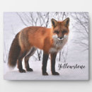 Suche nach ein fuchs fotoplatten Natur