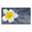 Suche nach frangipani visitenkarten Weiß