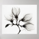Suche nach antike botanische illustration poster Wandkunst