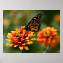 Suche nach zinnia poster Schmetterling