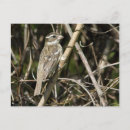 Suche nach brest postkarten Vogel