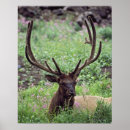 Suche nach tierjagd poster Natur
