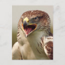 Suche nach falcone postkarten Vogelvogel
