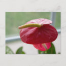 Suche nach gartenliebhaber postkarten Jede person