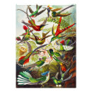 Suche nach trochilidae poster Fliegen