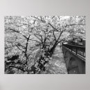 Suche nach weiße kirschblüten poster Fotografie