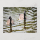 Suche nach kanadische gänse postkarten Teich