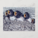 Suche nach schlucht postkarten Wild