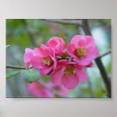 Suche nach quitte poster Blume