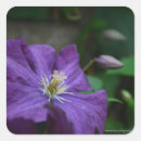 Suche nach clematis aufkleber Natur
