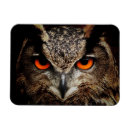 Suche nach auge magnete Von nahem