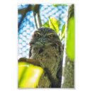 Suche nach schwarze federn poster Blau