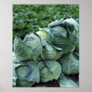 Suche nach kohlen poster Grün