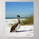 Suche nach brauner pelikan poster Florida