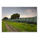 Suche nach destillation postkarten Agave