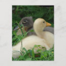 Suche nach zwei vögel postkarten Grau