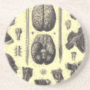 Suche nach anatomie untersetzer Kopf