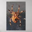 Suche nach orb poster Spinne