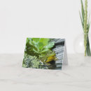 Suche nach kleiner frosch postkarten Tier