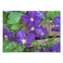Suche nach clematis blume poster Blumen