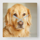 Suche nach goldene retriever wanduhren Welpe