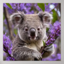 Suche nach koala bear poster Tierwelt