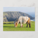 Suche nach shetlandpony postkarten Ranch