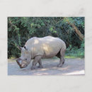 Suche nach rhino postkarten Natur