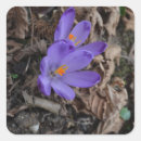 Suche nach lila krokus aufkleber Quelle