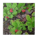 Suche nach brombeere fliesen Pflanze