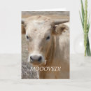 Suche nach charolais Niedlich