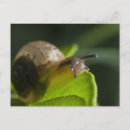 Suche nach grüne schnecke postkarten Blatt