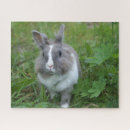 Suche nach harem puzzle Hase