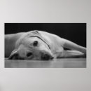 Suche nach leinwand poster Niedlich