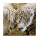 Suche nach lustige schafe fliesen Mutterschafe