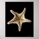 Suche nach totes tier poster Meereswelt