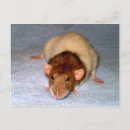 Suche nach dumbo postkarten Tiere