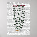 Suche nach gartennelken kunst Italienische gartennelke