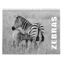 Suche nach zebra kalender Fotografie