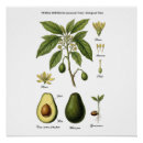 Suche nach avocado poster Botanisch