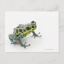 Suche nach gepunkteter frosch postkarten Tier