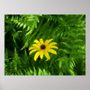 Suche nach friedlich poster Natur